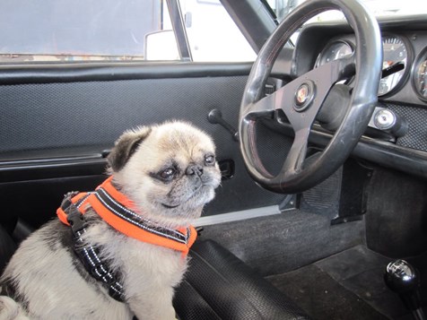 Helen Goffs pug in the drivers seat