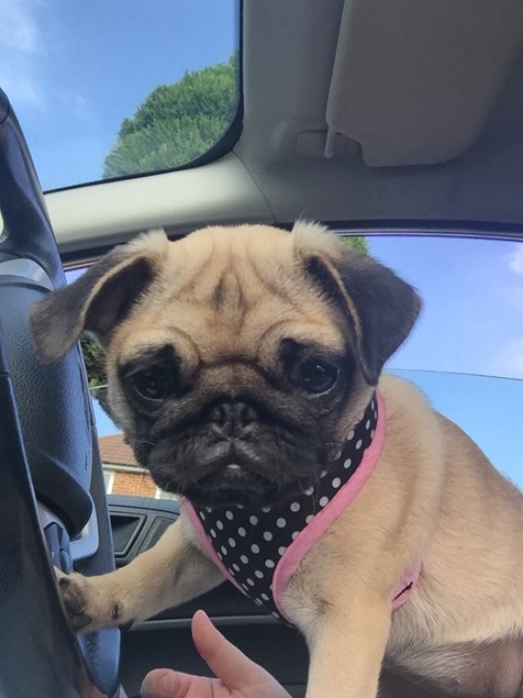 Vicky Hillards pug in the front seat.